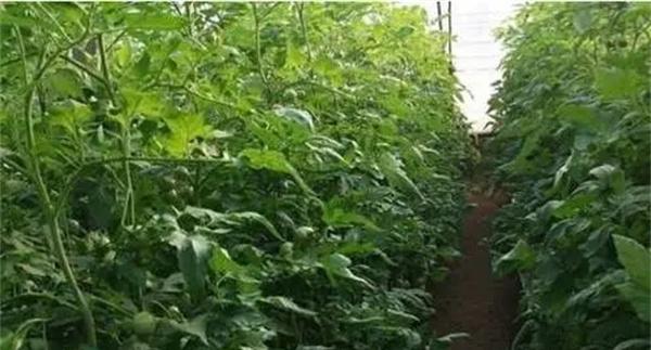 番茄定植前已施大量底肥