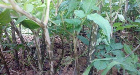 魔芋种植技术要点