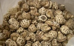 野香菇的功效与作用