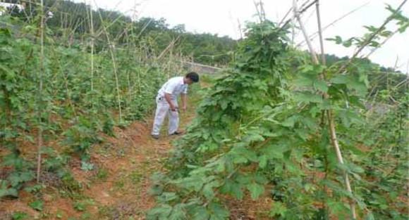 葛根的施肥方法
