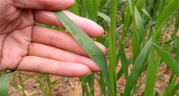小麦蚜虫特效药是什么