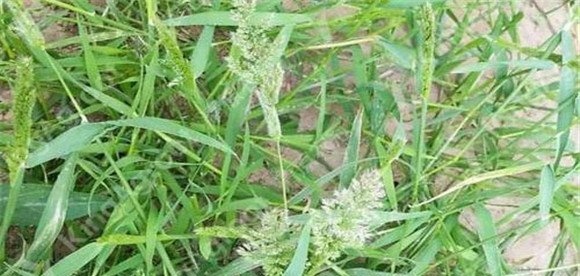 麦田杂草的发生规律