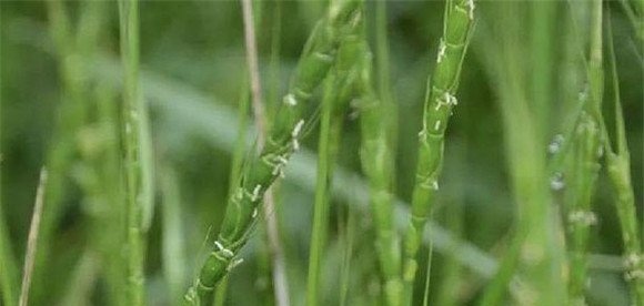 麦田杂草化学防除策略