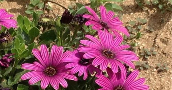 非洲菊的繁殖方法