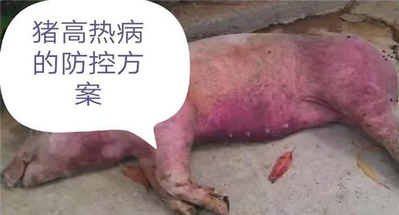 猪高热性疾病的防治措施
