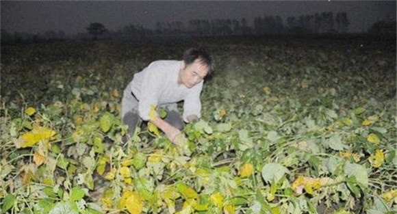 大豆倒伏后如何处理