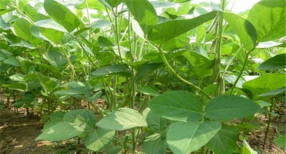 防止大豆倒伏的主要措施