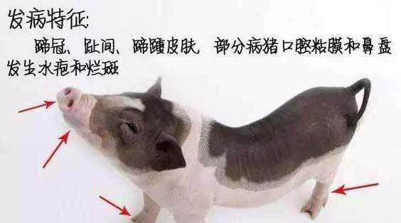 猪水泡病