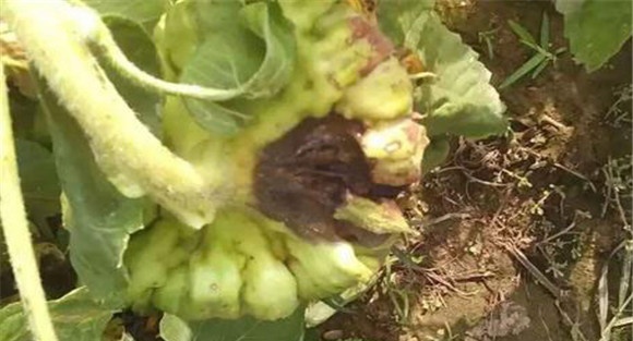 向日葵菌核病症状
