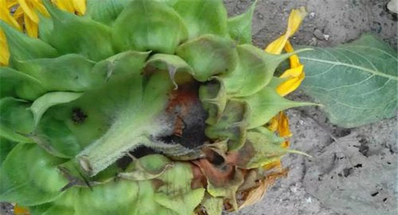 向日葵菌核病防治方法