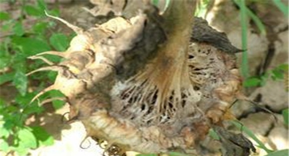 向日葵菌核病流行规律