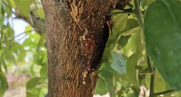 怎样防治苹果树流胶病