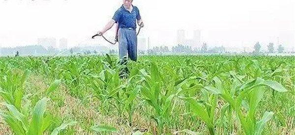 玉米地要正确选用除草剂品种