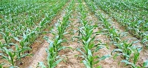 玉米地的封闭除草剂什么时候打最好