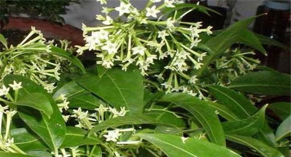 夜香花的种植方法