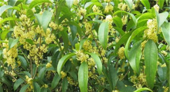 桂花史话