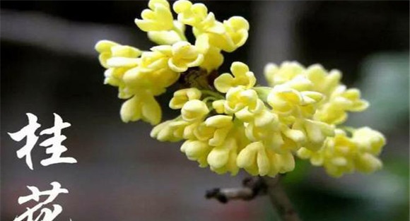 桂花的养颜功效