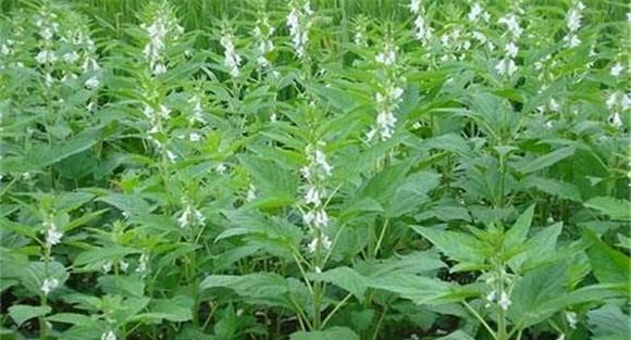 芝麻如何施肥能高产