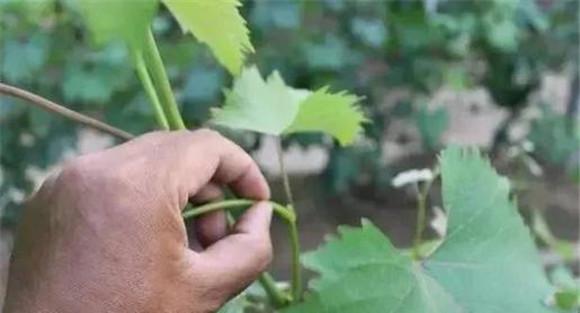 结果枝摘心的方法