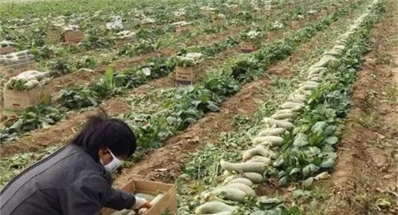 萝卜施肥方法