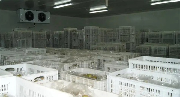 石榴贮藏果实的冻害与防控措施
