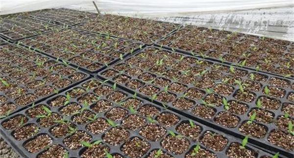 近年来我国北方地区常用的蔬菜育苗新技术简介