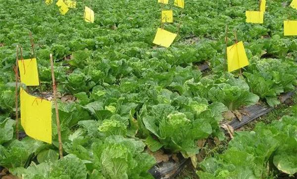 什么是病虫害的生物防治