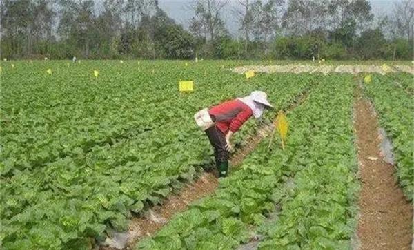 病虫害生物防治主要有哪些方法
