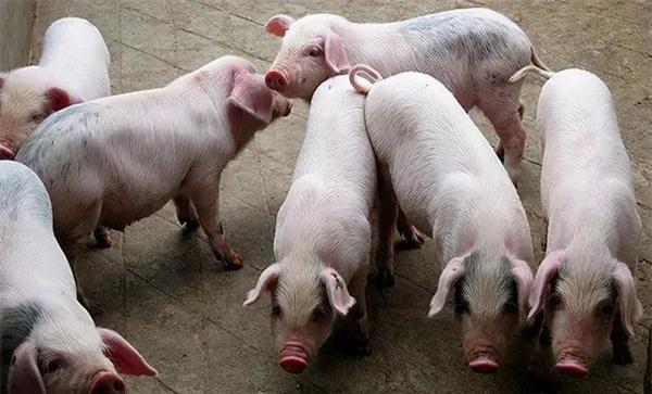 肉脂型、瘦肉型猪