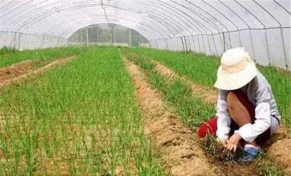 韭菜收割后如何浇水施肥