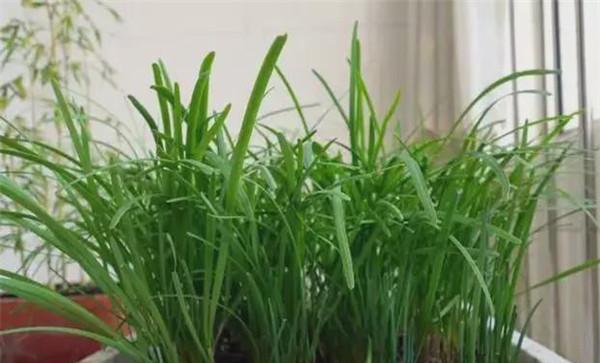 家里阳台可以种植韭菜吗
