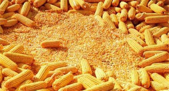 不要单纯用玉米饲喂
