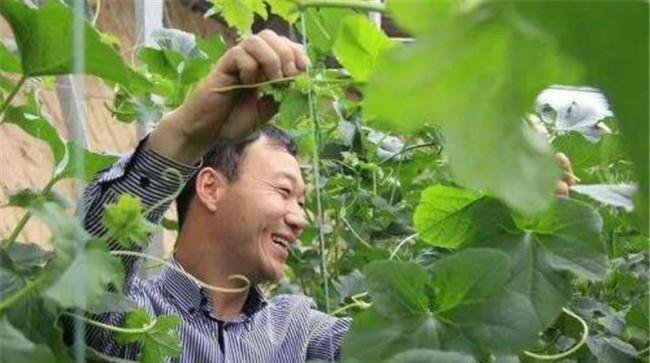 甜瓜整枝摘心注意事项
