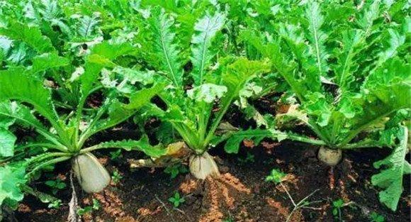 高山萝卜种植方法