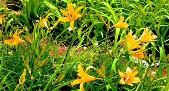 黄花菜品种有哪些