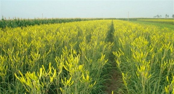黄花菜的主要品种介绍