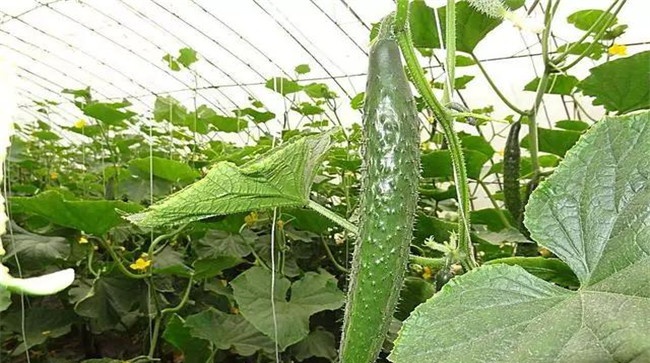 黄瓜挂果后多久浇一次水