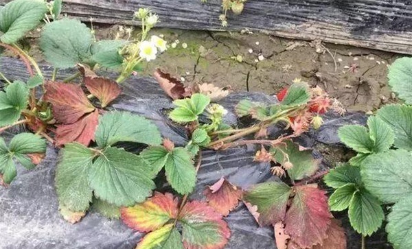 阳光消毒可防草莓重茬病