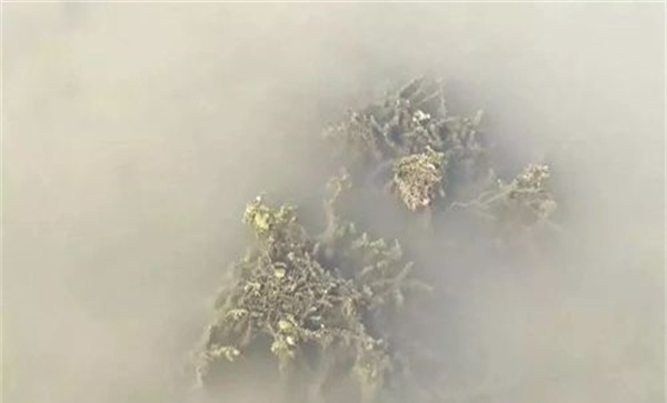 虾塘有弧菌该如何处理