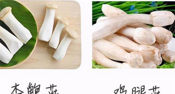 鸡腿菇和杏鲍菇的区别