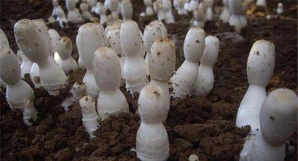 鸡腿菇种植技术要点与步骤