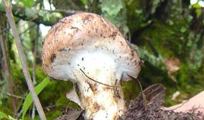 香菇种植管理方法