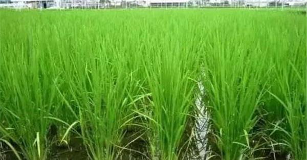 水稻需水量研究