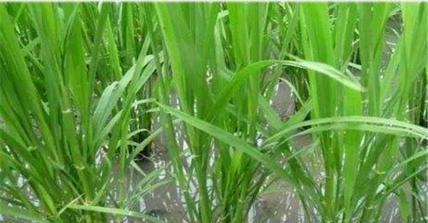 稻田的需水量