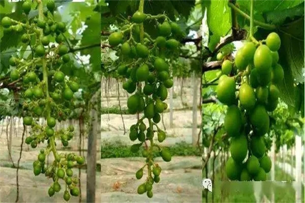 葡萄落花落果怎么防治