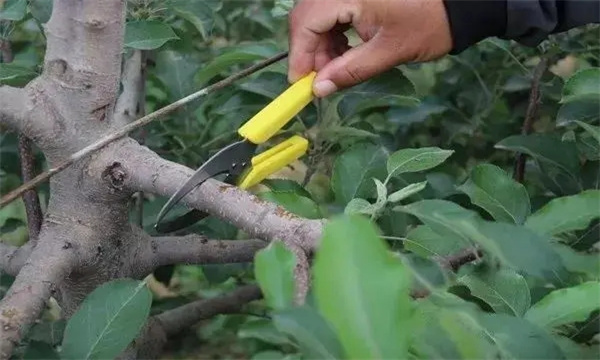 提高苹果果实质量技术措施有哪几种
