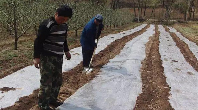 种大蒜需要盖地膜吗