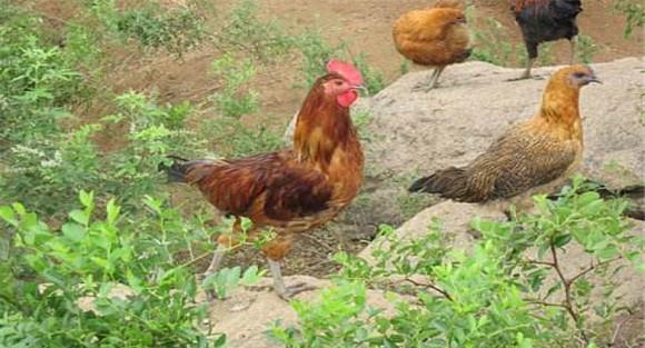 种鸡的饲养