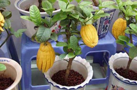 花卉的养殖方法