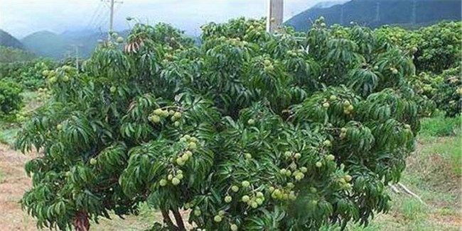 荔枝的需肥特点